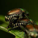 Japanese Beetle