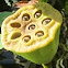 Sacred Lotus Seed Pod