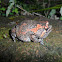 Sri Lankan Painted Frog