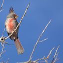 Pyrrhuloxia