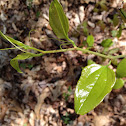 Common Greenbriar