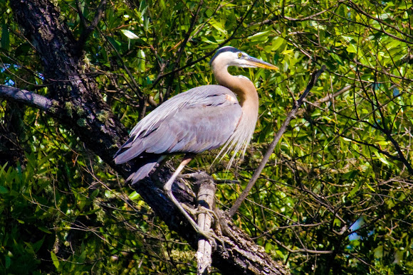 Spotting Image 1