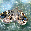 Polilla, Moth