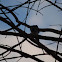 Shikra
