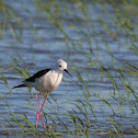 Black-winged Stilt