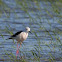 Black-winged Stilt