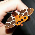 Garden Tiger Moth