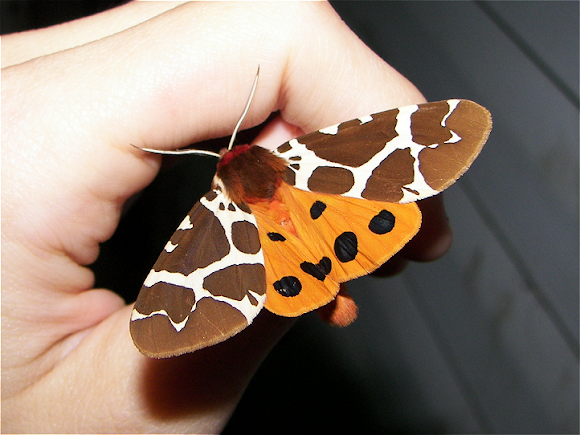 Spotting Image 1