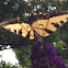 Eastern Tiger Swallowtail