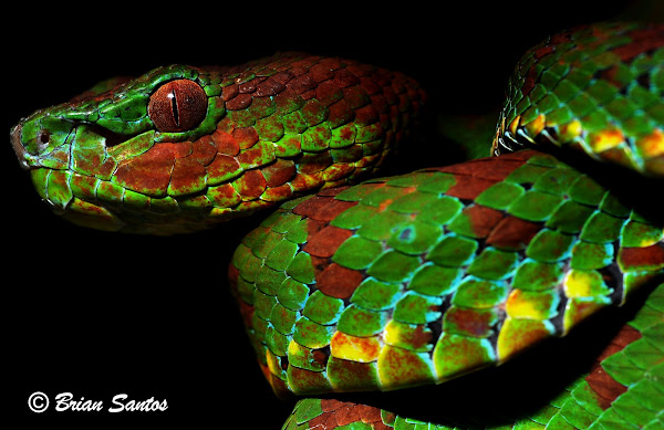 Philippine Pit Viper - Encyclopedia of Life