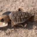Hawksbill sea turtle