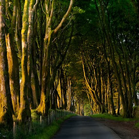 Prince Hall by Nick Holland - Landscapes Forests