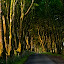Prince Hall by Nick Holland - Landscapes Forests