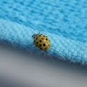 Yellow ladybug