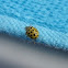 Yellow ladybug