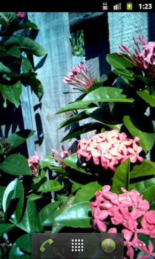 Garden Flowers