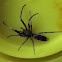 White tail spider