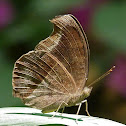 Chocolate Pansy