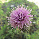 Canada thistle