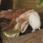 Basiliscus