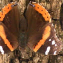 Red Admiral