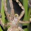 Rain Spider