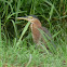 Green Heron
