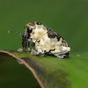 Weevil