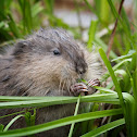 Muskrat