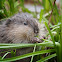 Muskrat