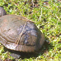 Red-Eared Slider