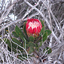 Bredasdorp protea