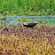 Common Gallinule