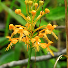 Orange-fringed Orchid