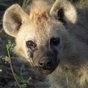Spotted Hyena