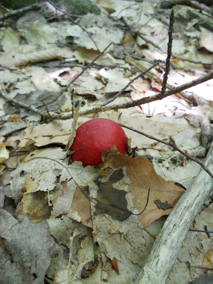 Spotting Image 1