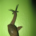 Snail