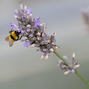 Garden bumblebee