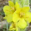 Common Mullein