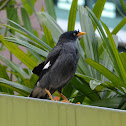 White-vented Myna
