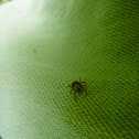 Dog tick (female)