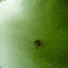 Dog tick (female)