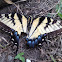 Eastern Tiger Swallowtail