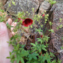 Cinquefoil 'Monarch's Velvet'