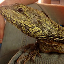 Frilled lizard