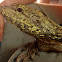 Frilled lizard
