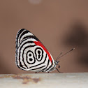 88 Butterfly