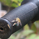 Blue Banded Bee