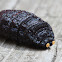 Rabbit Botfly larvae
