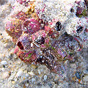 Barnacles